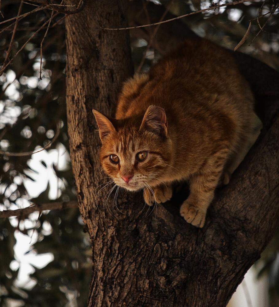 Рыжая бестия