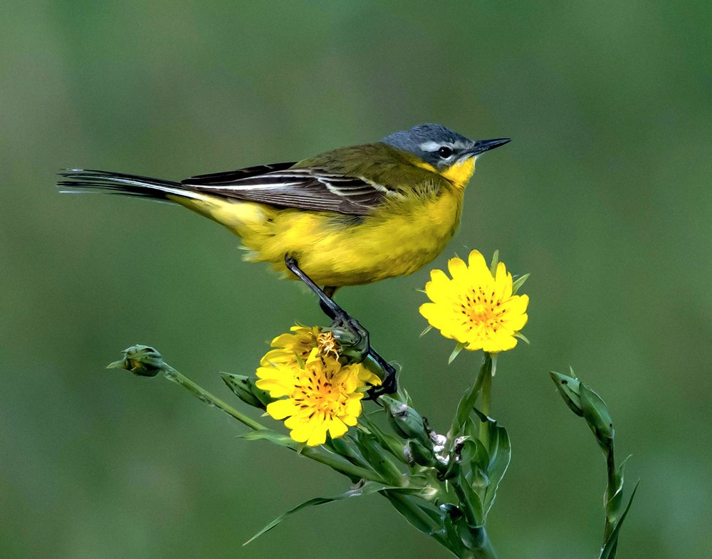 Жёлтая трясогузка