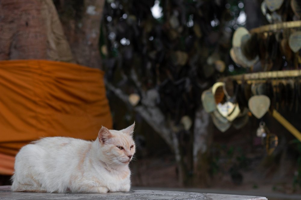 Photograph by Olga Shulzhitskaya