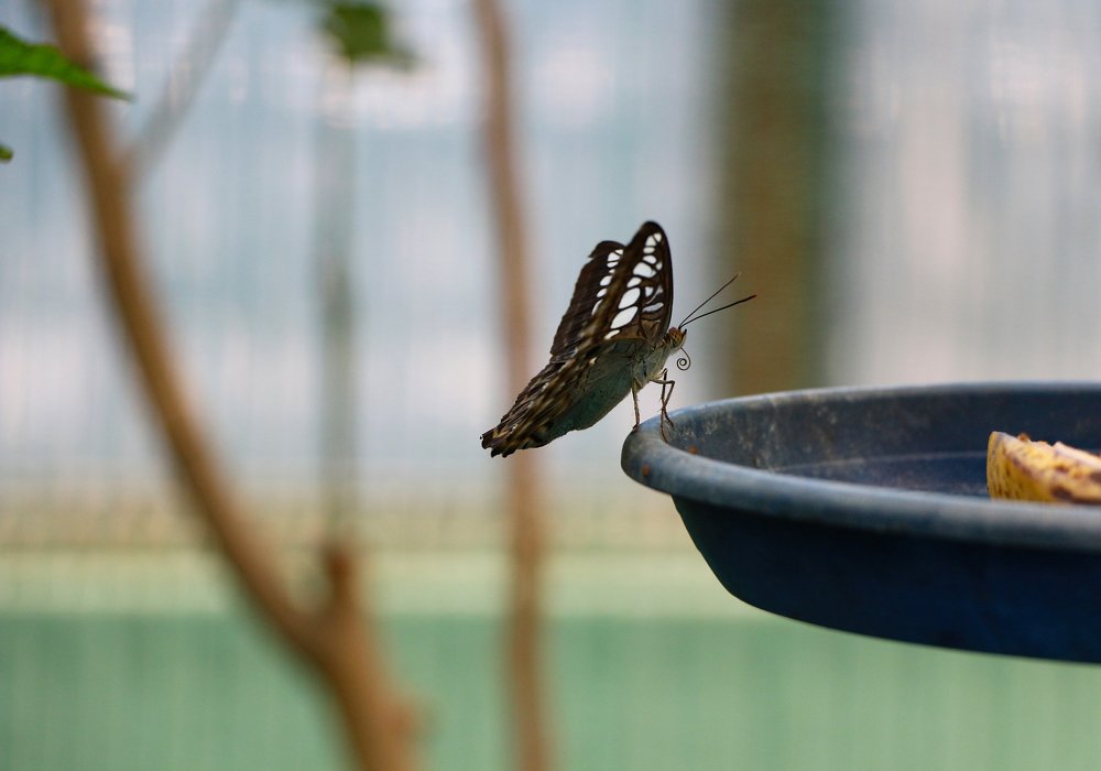 Photograph by Алина Малюжиц