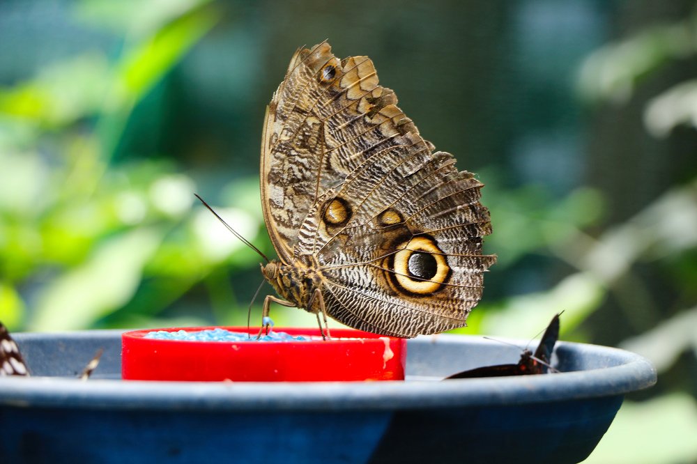 Photograph by Алина Малюжиц