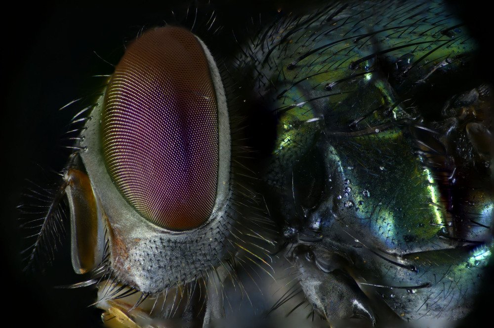 Fly close-up