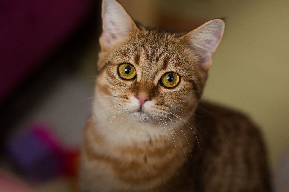 Photograph by Юлия Куркова