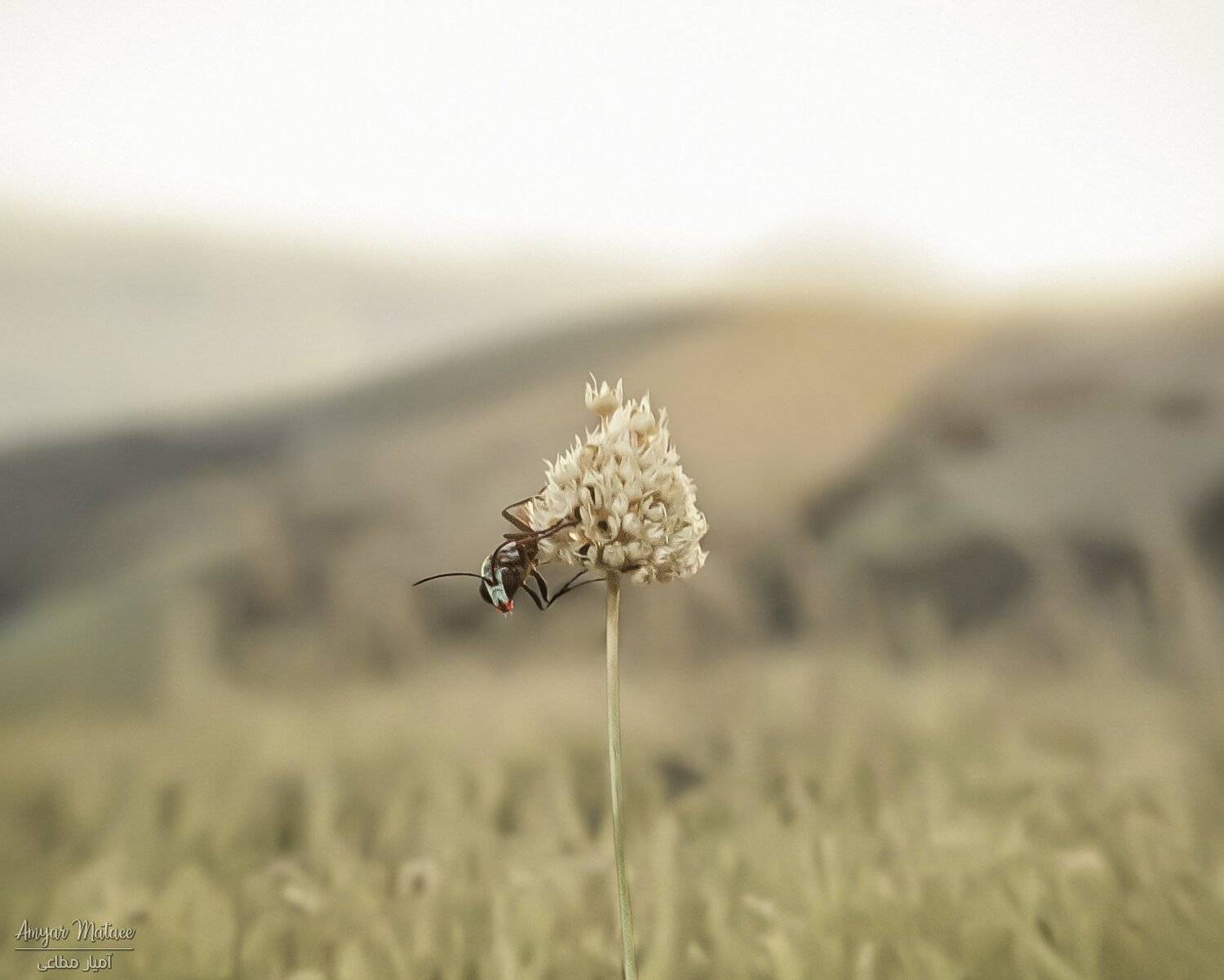 Photo #3534765