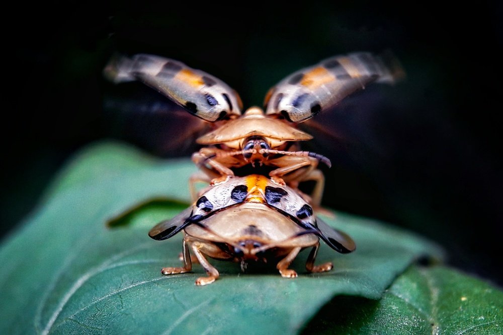 Photograph by royke kainde