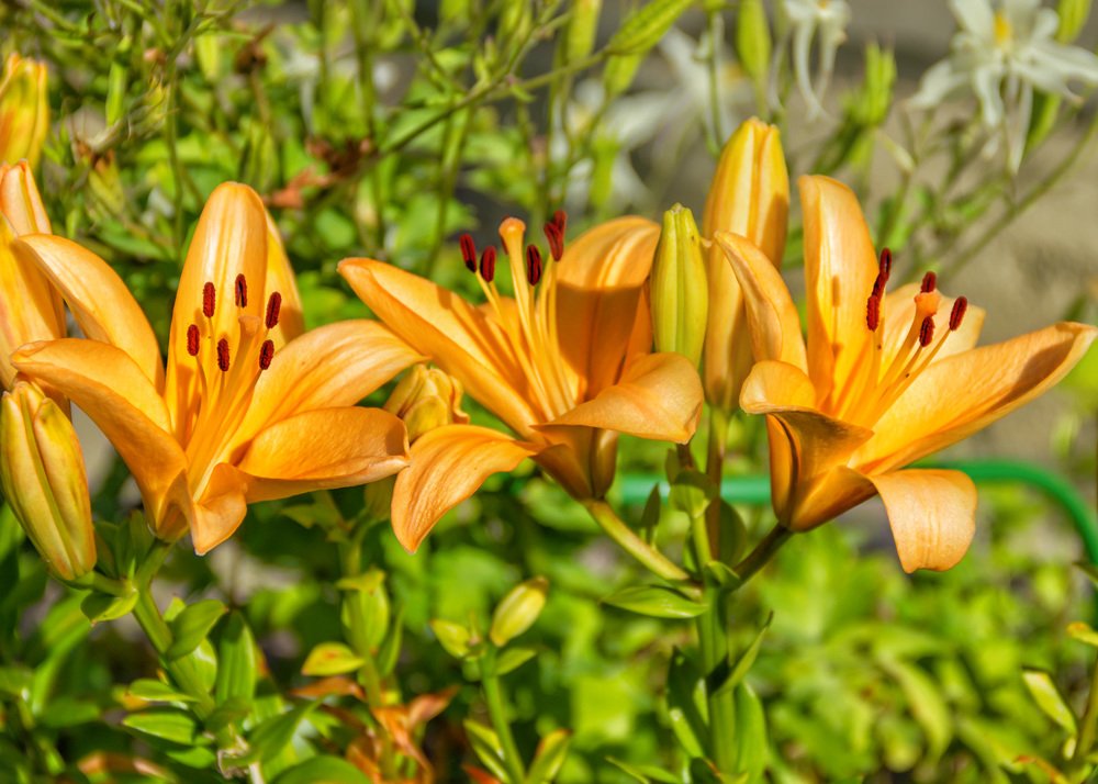 Photograph by Victor Pruhnitskiiy