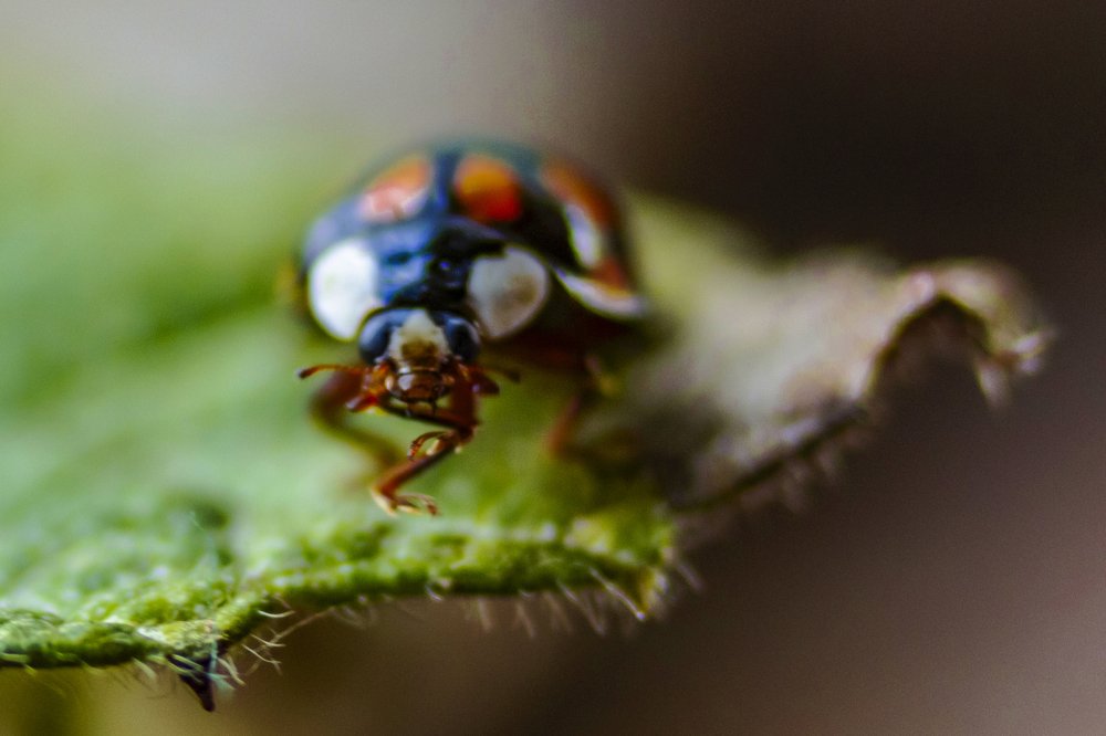 Photograph by Елена Баландина