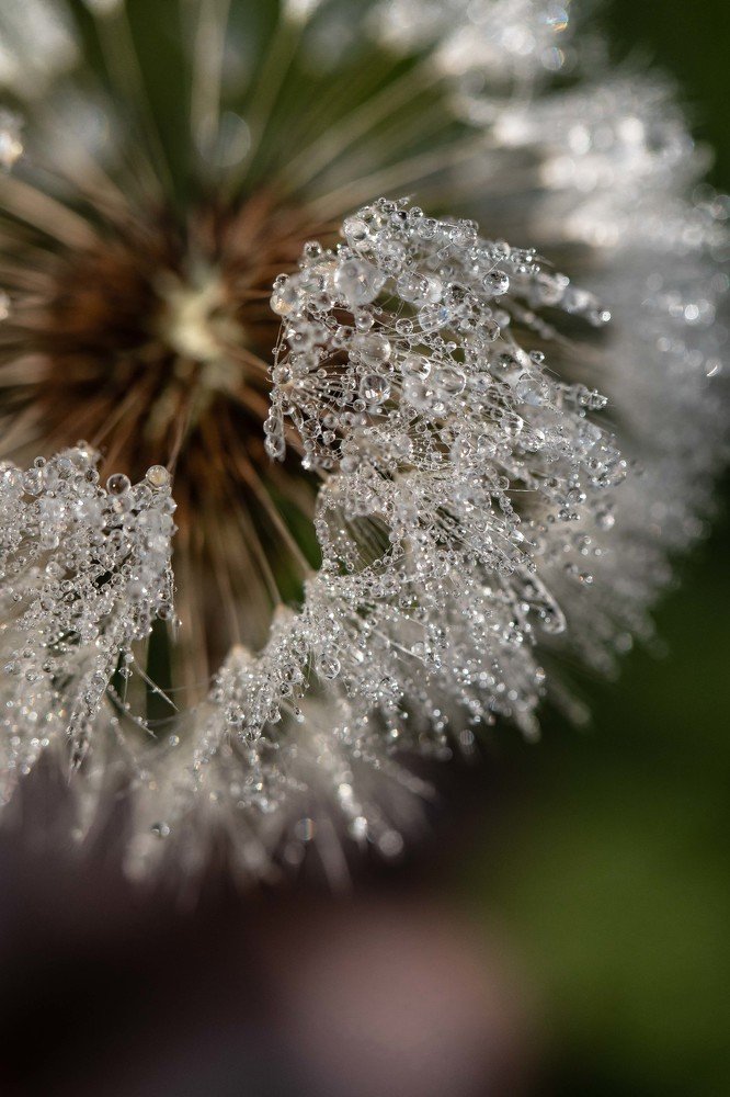 Фотография автора Мария Сурмачева