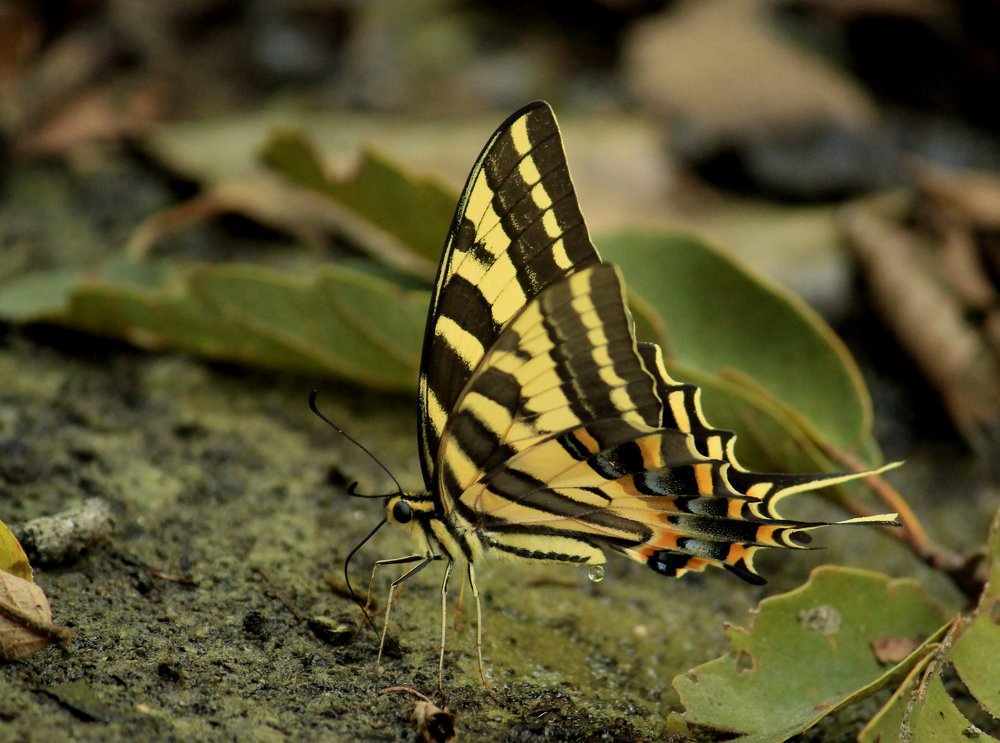 Photograph by Salvador Contreras-Arquieta