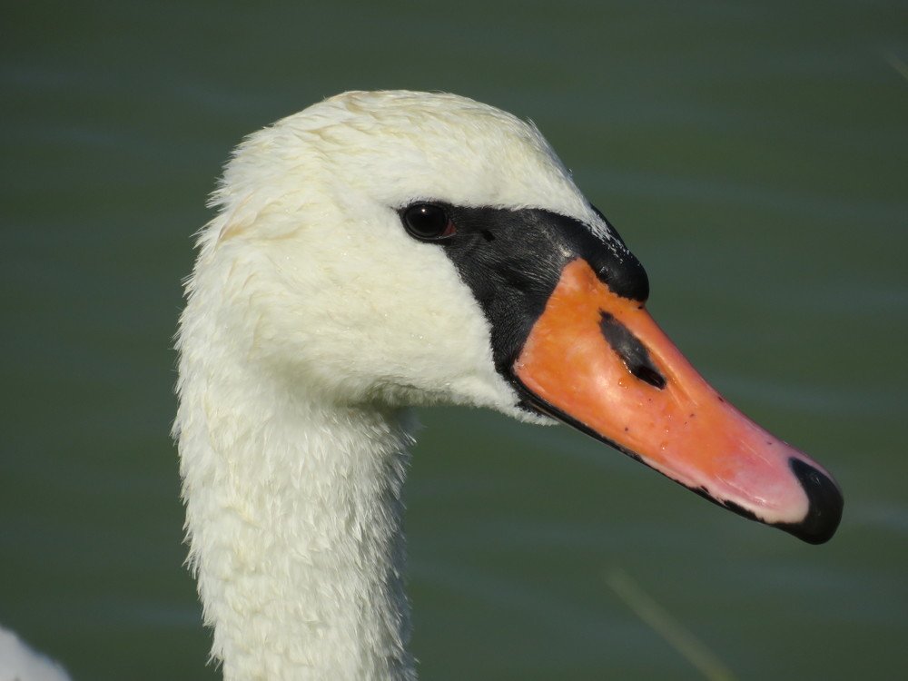 "Фотопортрет"