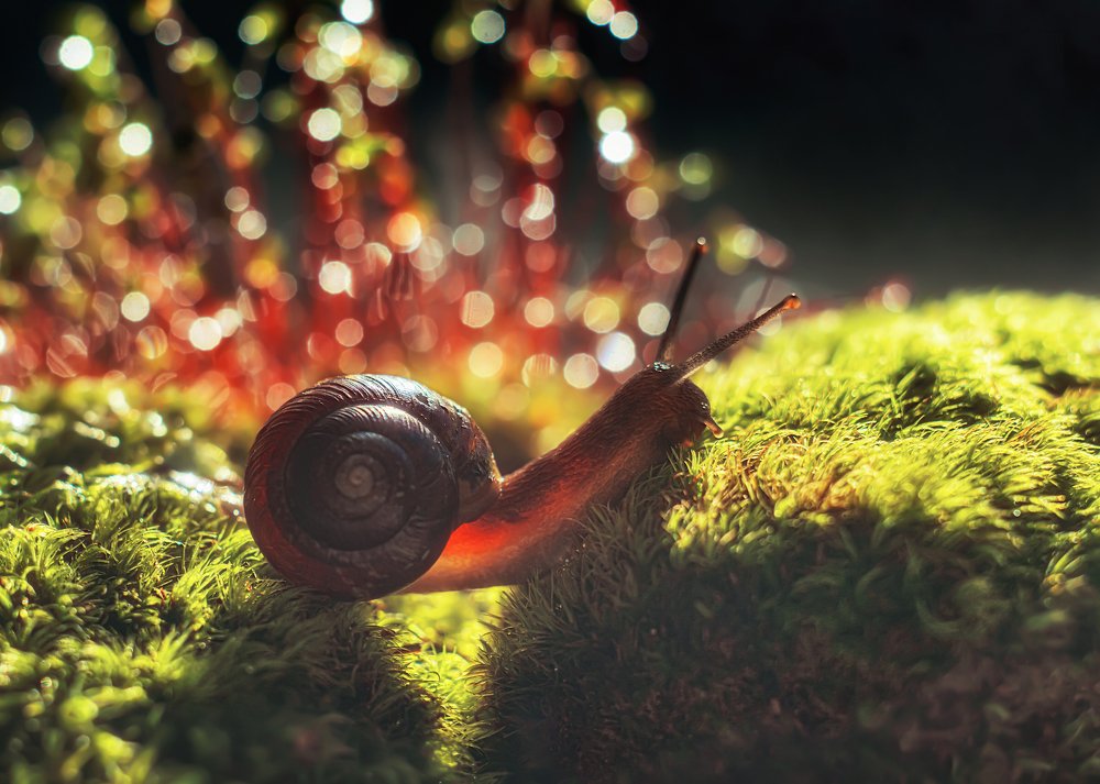 Волшебный мир маленькой улиточки