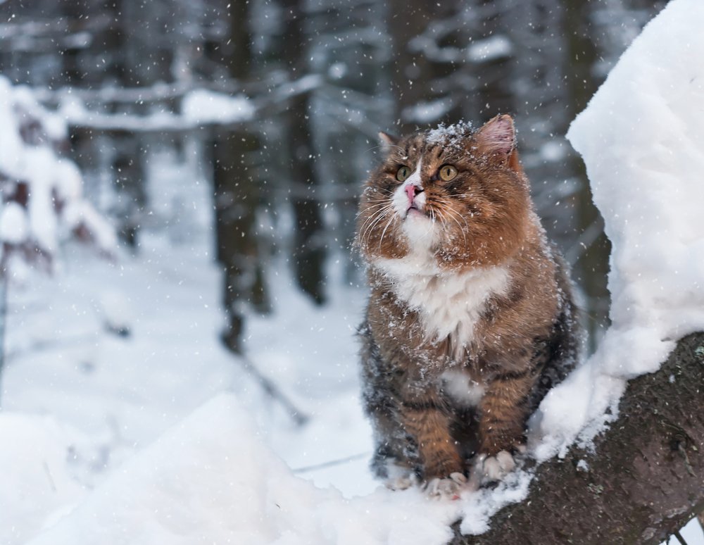 Photograph by Иван Игнатов