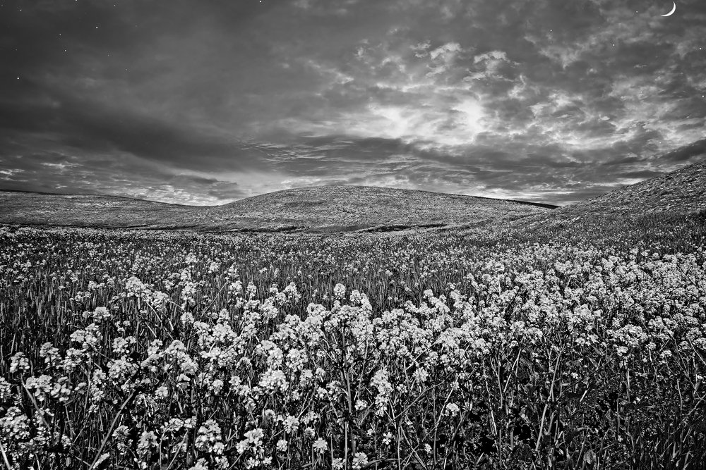 Photograph by Iraj Jabbari