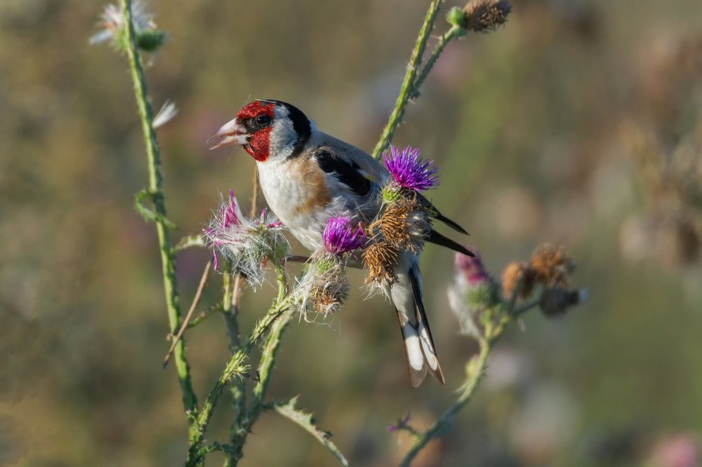 Goldfinch