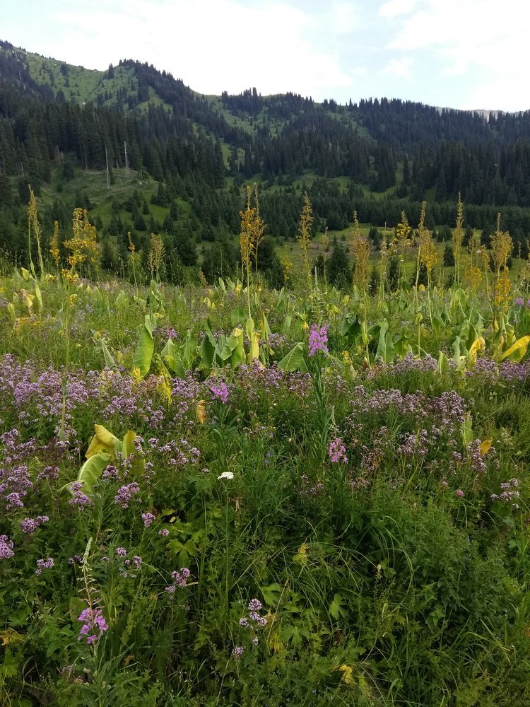 Photograph by Айгуль Даулетбакова