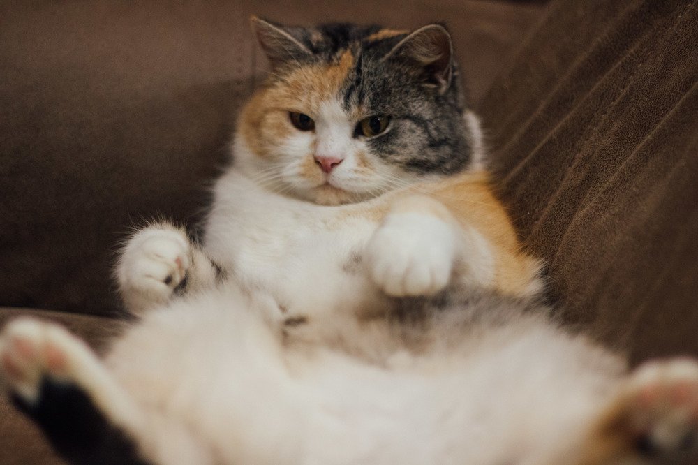 Photograph by Денис Гритчук