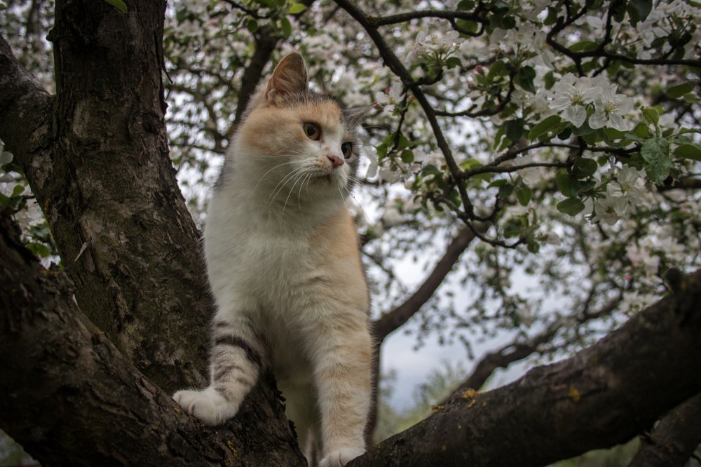 Photograph by Денис Гритчук