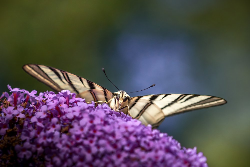 Photograph by Елена Шавловская