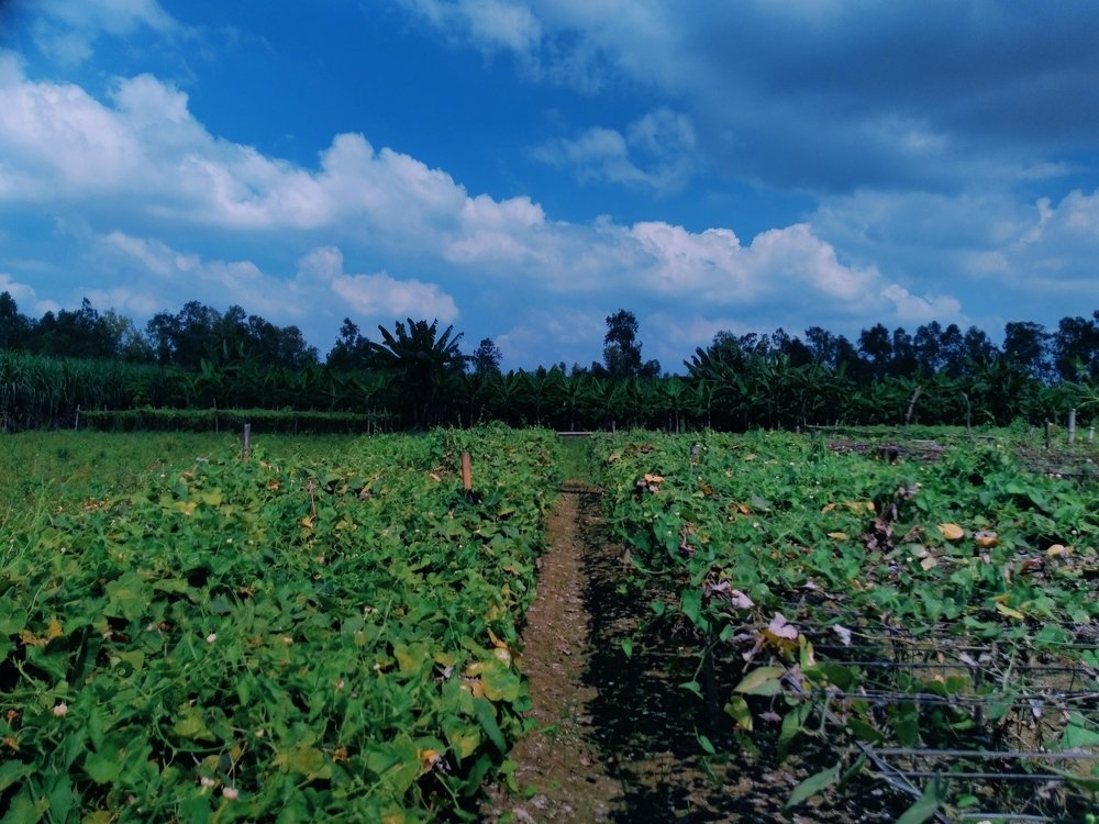 Photograph by Md Abu Sayeed Mondal