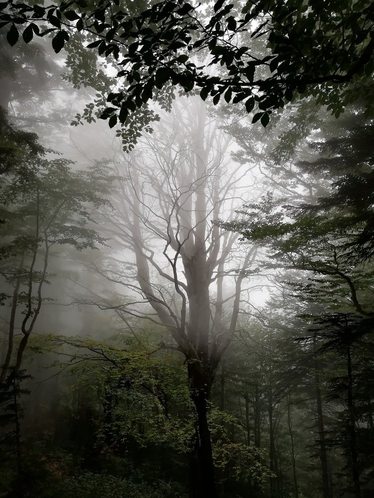 Photograph by Anjela Tonoian