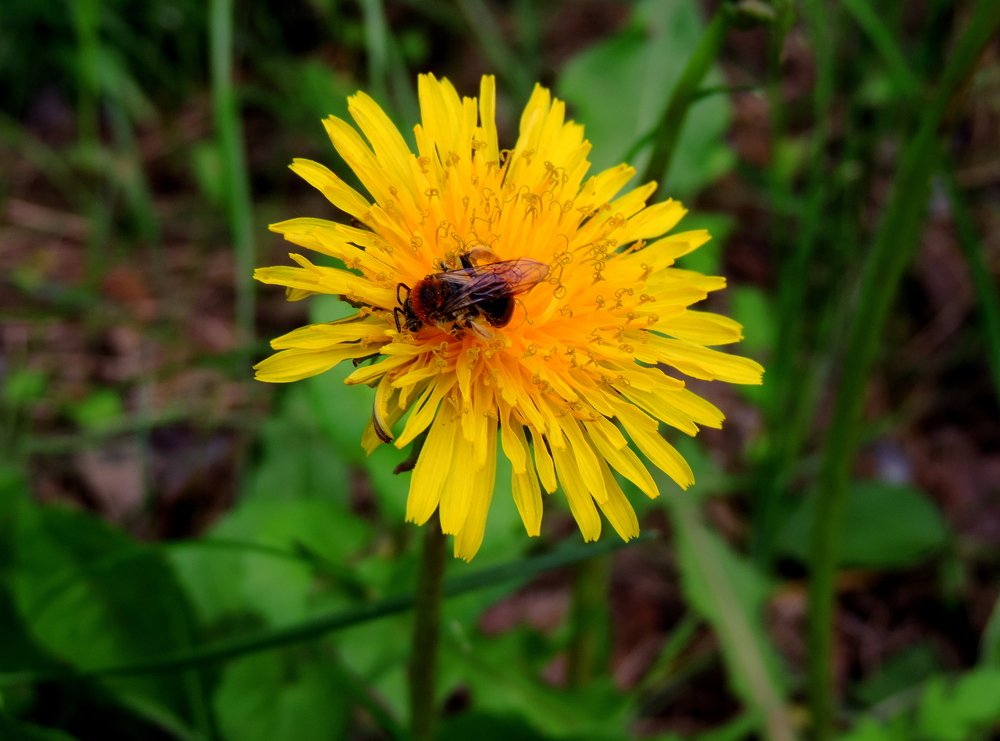 Солнышко для всех