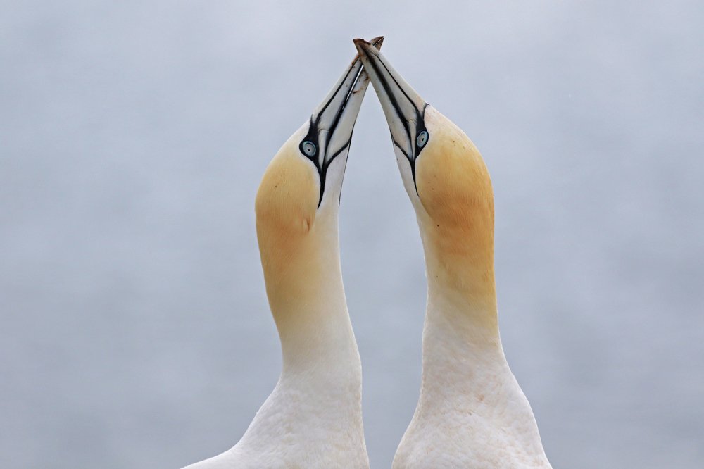 Birds of the island of Helgoland