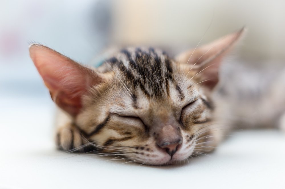 Котенку снятся сны.