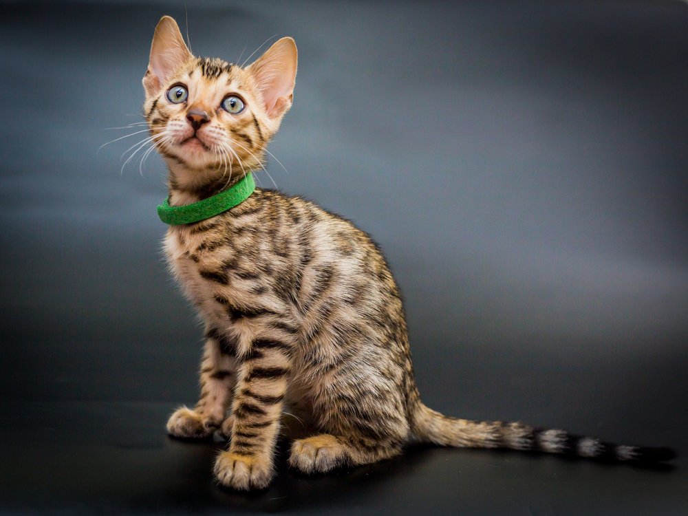 Сижу, смотрю, удивляюсь.