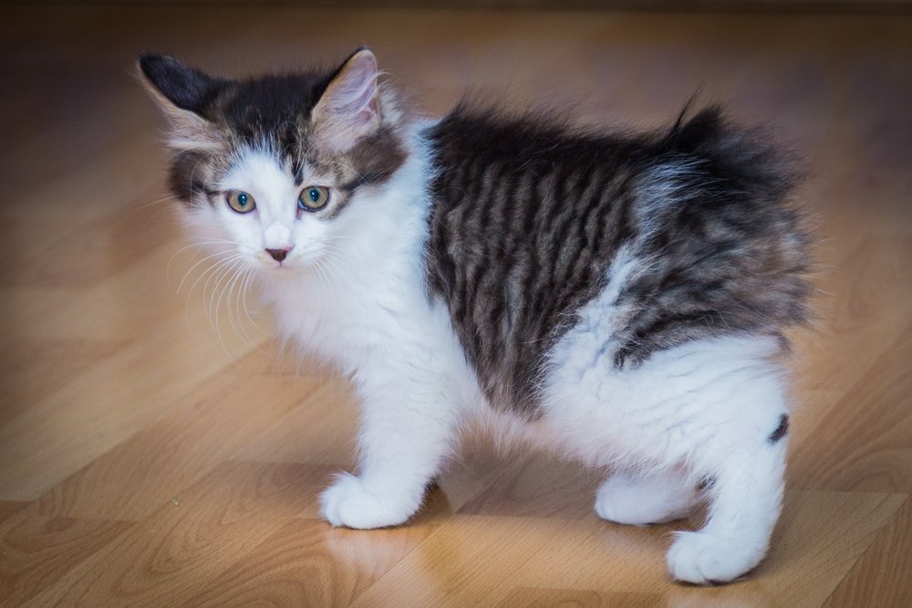 Обернулась, а хвоста нет!