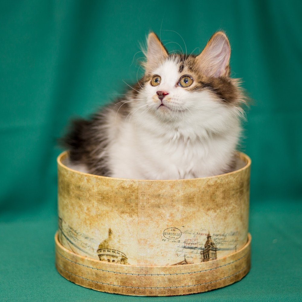 Чур я буду подарком!