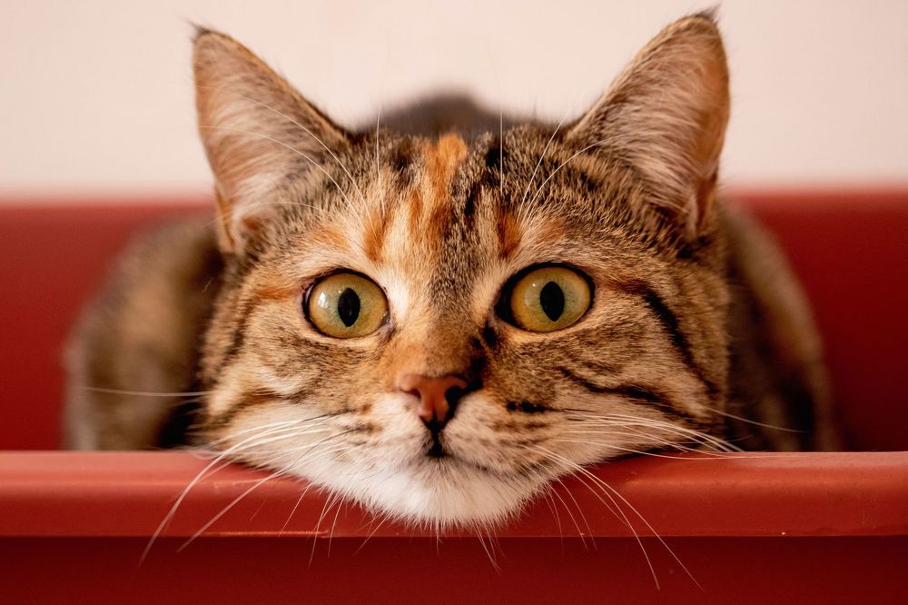 Photograph by Polina Sharapova