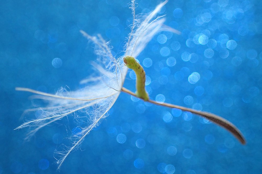 Путешественница