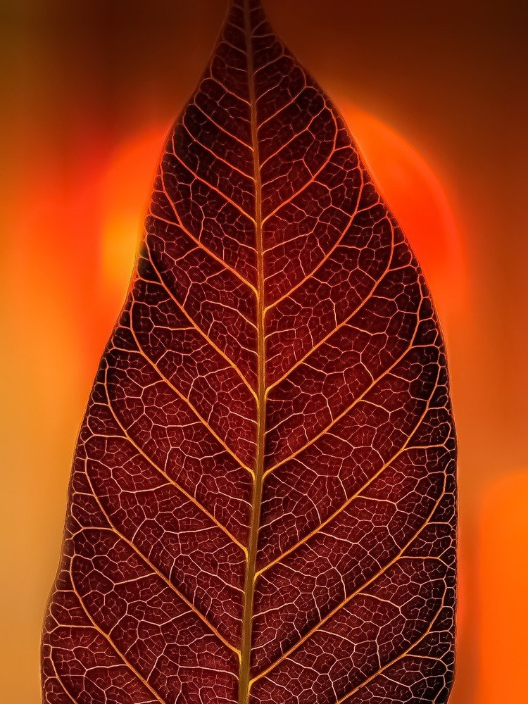 Photograph by Mohamed mounes Japanese