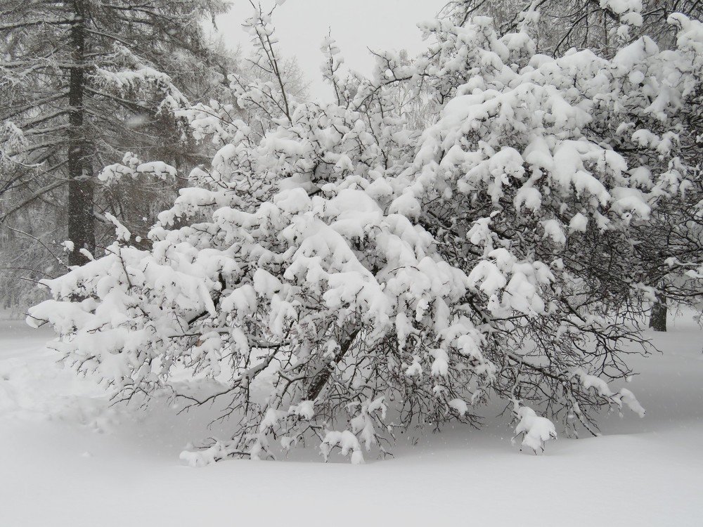 Photograph by Марина Осипова