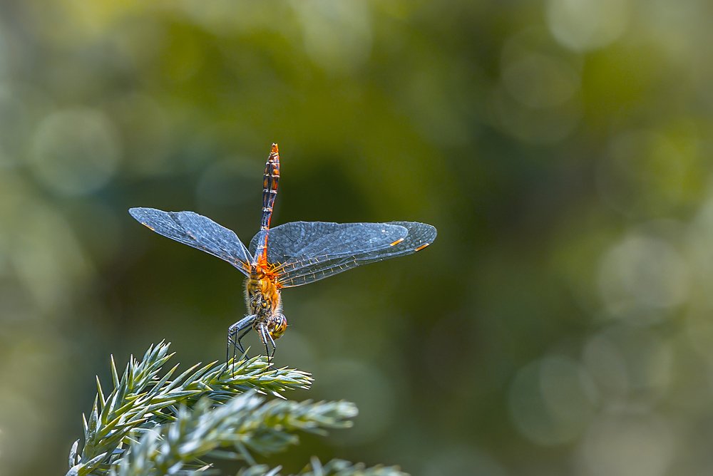 Стрекоза в характерной стойке "Обелиск"
