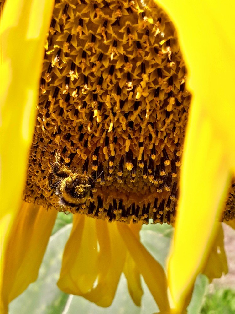 Photograph by Helen Seleznova