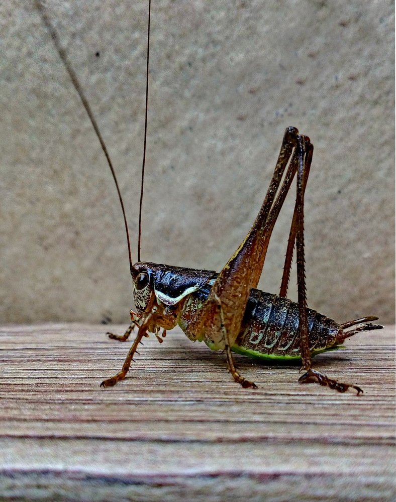 Photograph by Miodrag Bozovic