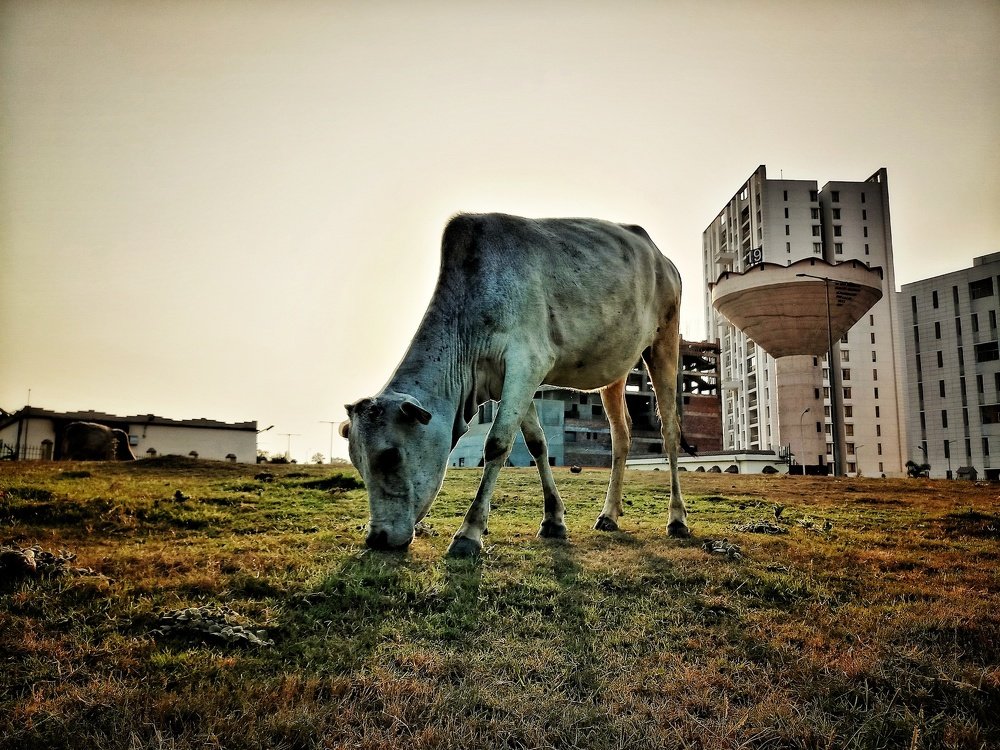 The City Cow