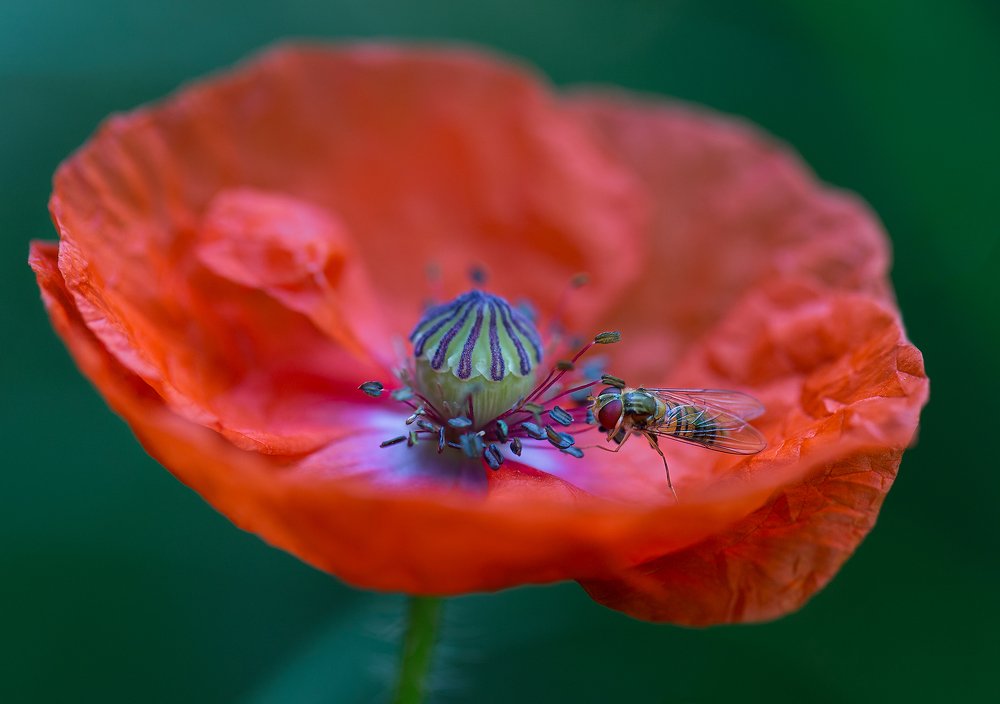 Photograph by Елена Шавловская