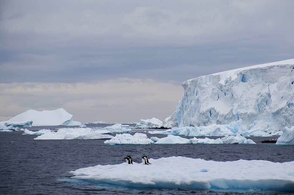 Льдина с пингвинами Магеллана