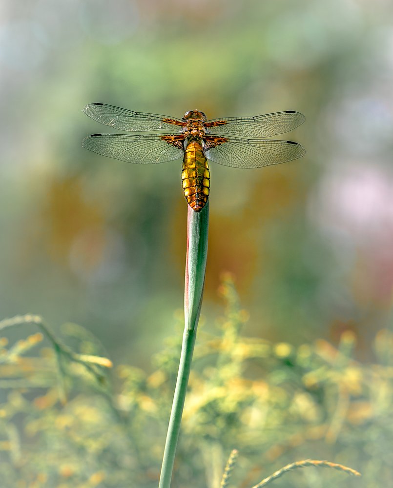 Photograph by Елена Шавловская