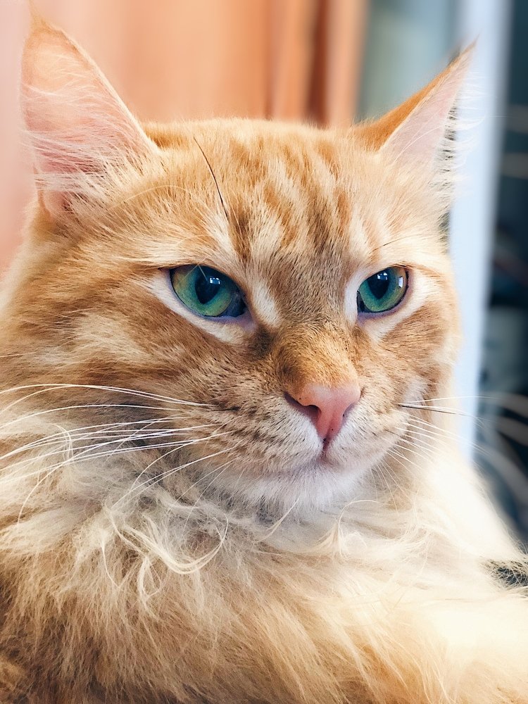 Photograph by Александра Шампорова