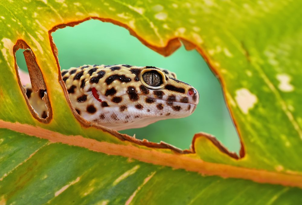 Gecko