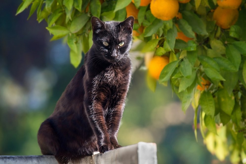 В апельсиновом саду