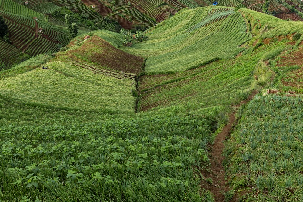 Down View of Onion Field