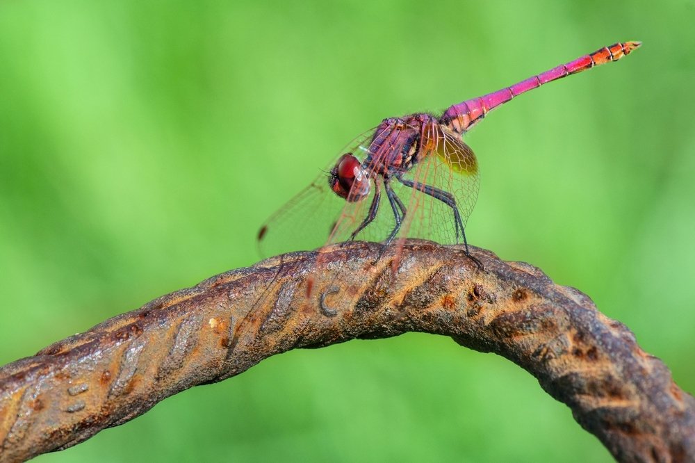 Сочетание несочетаемого
