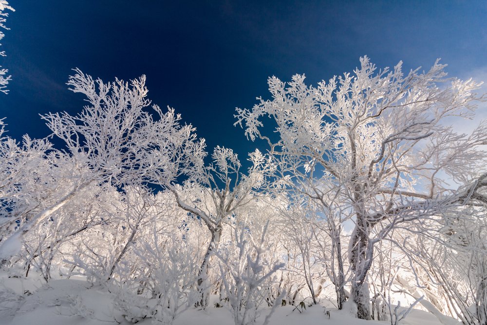 Зачарованный лес