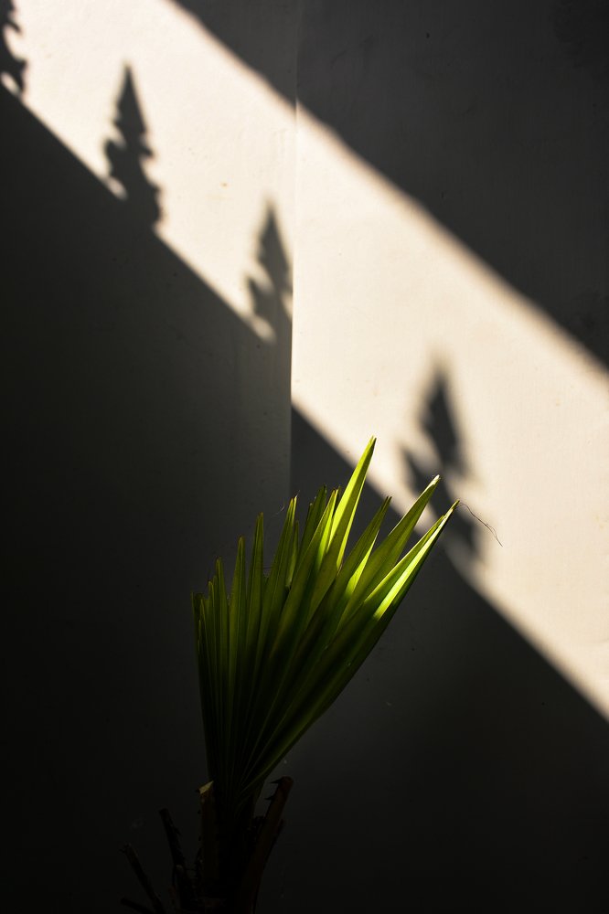 Photograph by Himanshu Srivastava