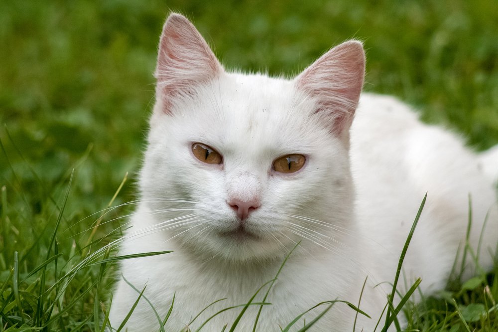 Photograph by Богдан Бигун