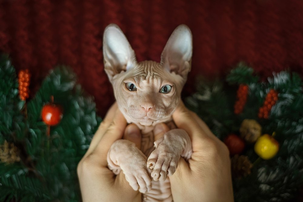 Photograph by Angelina Myasina